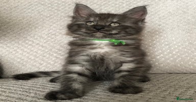 Maine Coon cats - Advert 2