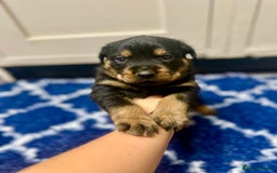 Rottweiler dogs for sale: Stunning Rottweiler puppies 🐶  - Image 21