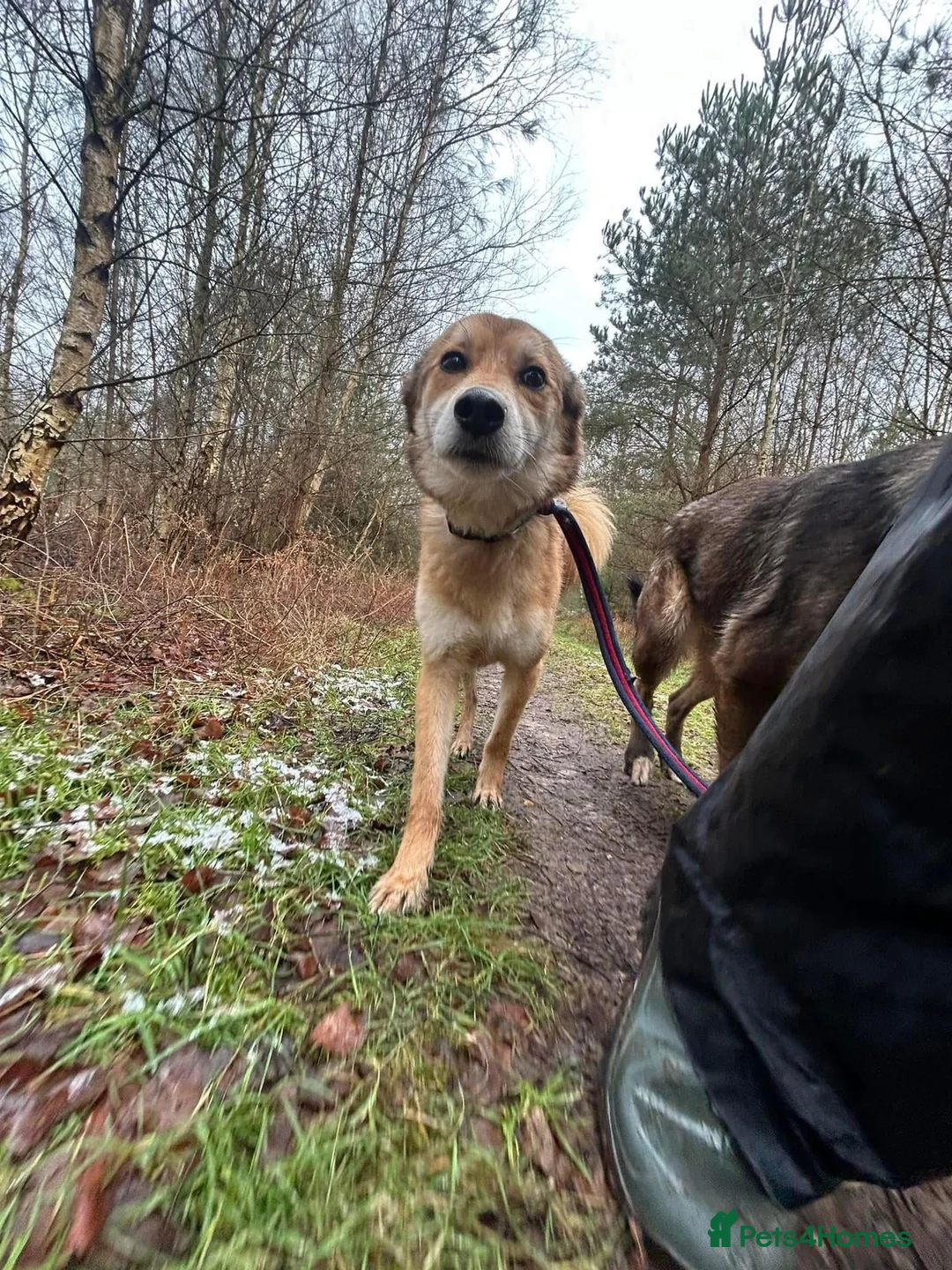 Mixed Breed dogs for adoption: Solomon - Norwich Norfolk  in Norwich - Advert 4