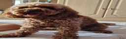 Cavapoo dogs for sale: Maysie  - Advert 3