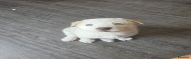 Siberian Husky 1