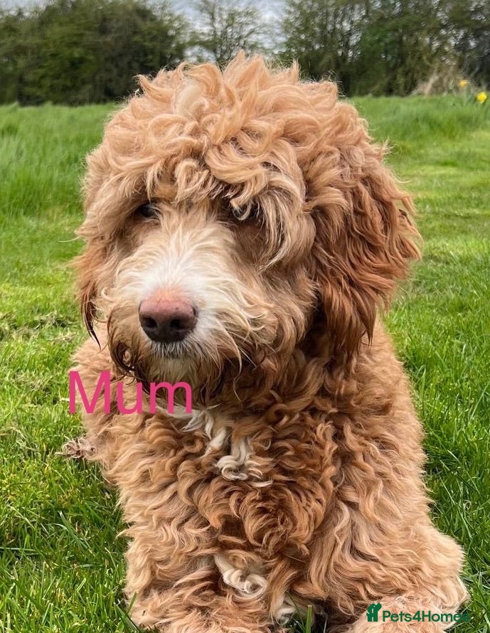 Australian Labradoodle dogs Stunning Australian labradoodle Pups  - Advert 1