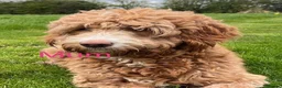 Australian Labradoodle dogs for sale: Stunning Australian Doubledoodle  Pups  - Advert 1