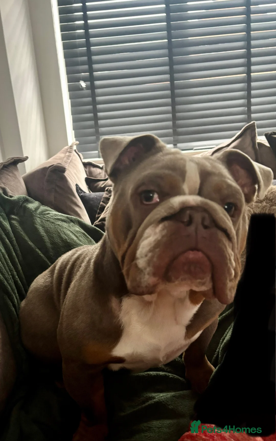 English Bulldog dogs for sale: Kc reg-Lilac and tan 2year old English Bulldog - Advert 5