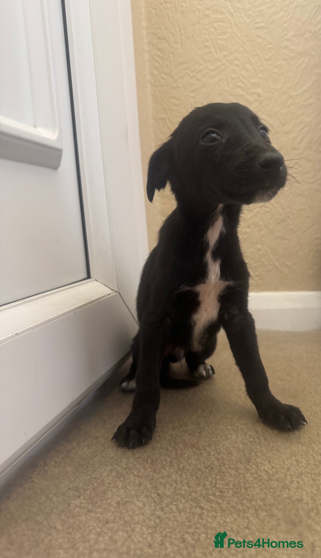 Mixed Breed dogs for sale: Stunning wiggy puppies  - Image 16