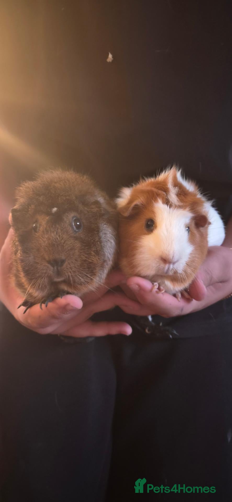 Guinea Pig rodents Two female guinea pigs  - Advert 2
