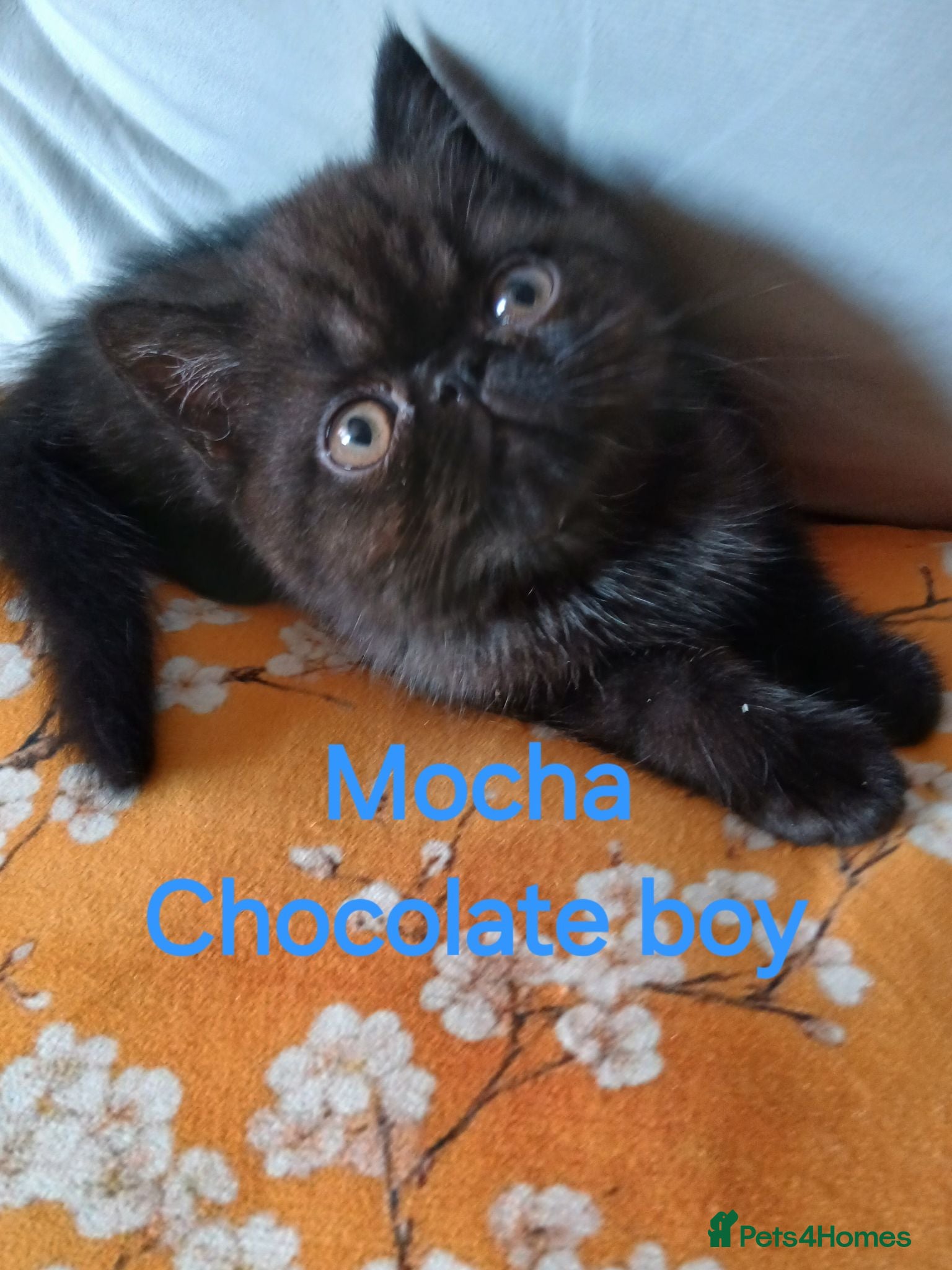 Exotic cats EXQUISITE GCCF PERSIAN EXOTIC BABIES - Advert 3