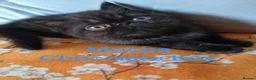 Exotic cats for sale: EXQUISITE GCCF PERSIAN EXOTIC BABIES - Advert 1