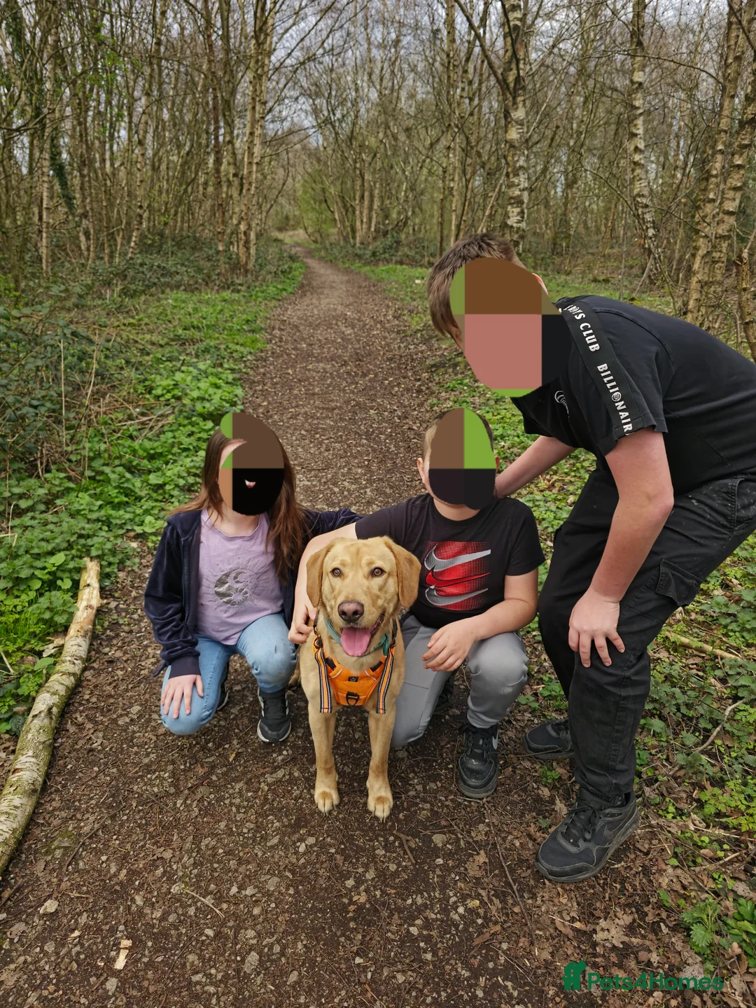 Labrador Retriever dogs for sale: Simba  - Advert 4