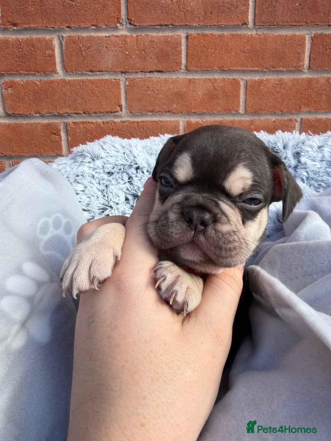 French Bulldog dogs for sale: 7 BEAUTIFUL FRENCHIE PUPPIES FOR SALE 🐾🐶  - Image 19