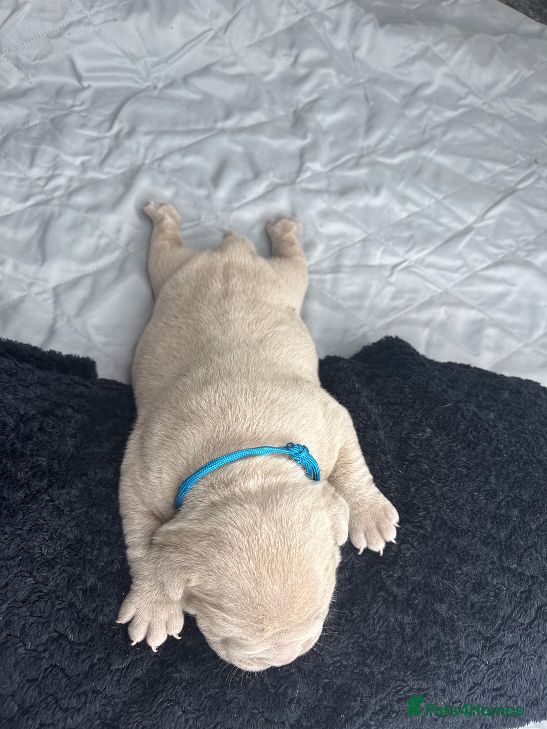 American Bully dogs for sale: Pocket bully’s  - Image 12