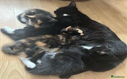 Mixed Breed cats for sale: 4x kittens for sale  - Image 11