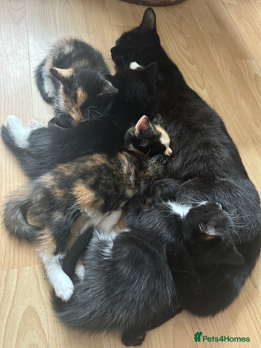 Mixed Breed cats for sale: 4x kittens for sale  - Image 11