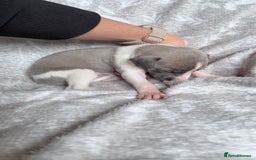 Whippet dogs for sale: OUTSTANDING PRESTIGIOUS LAGUNA BLUE WHIPPETS! KC - Image 28