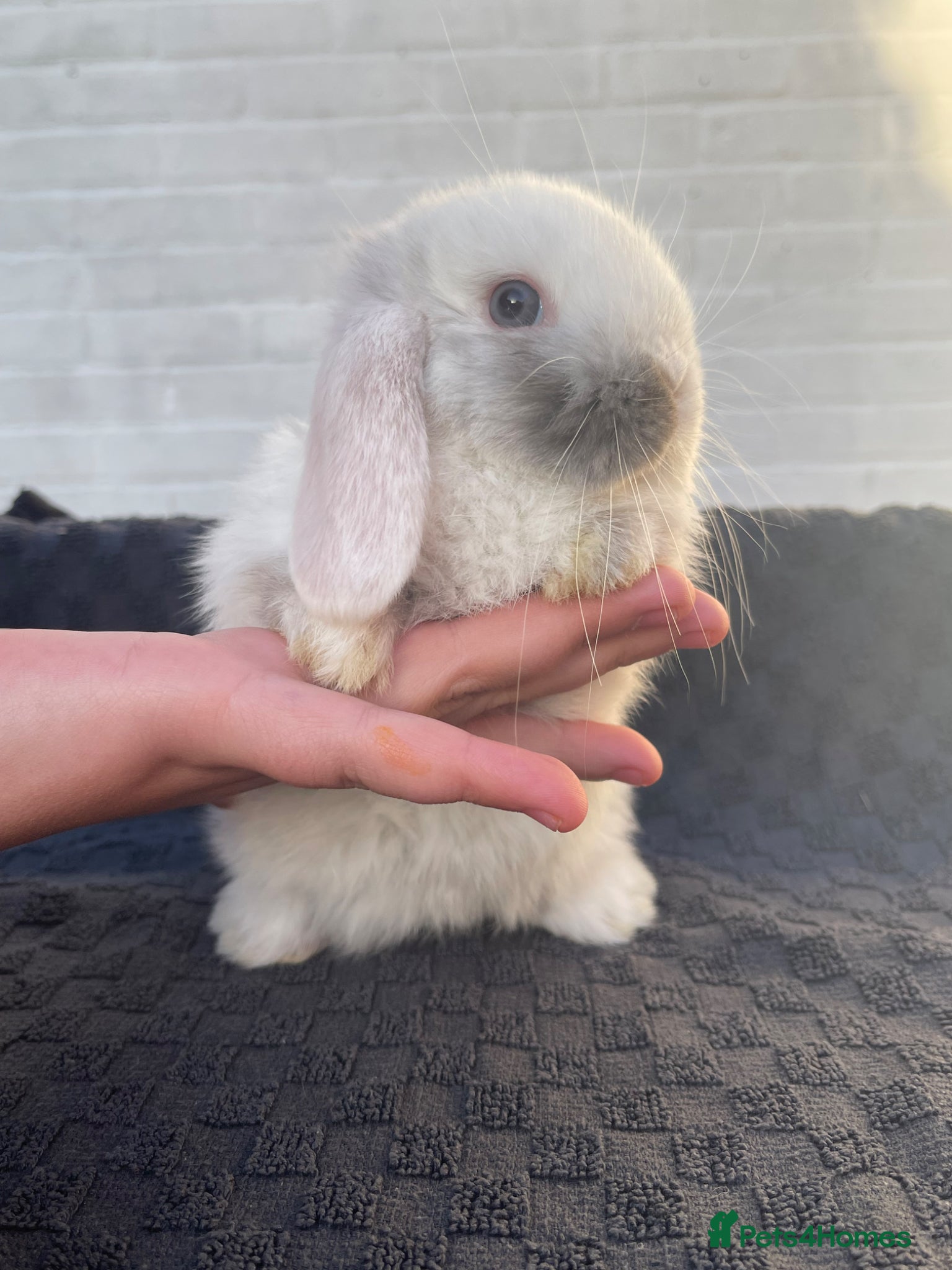 Mini Lop rabbits Adorable Mini lop baby bunnies 🐰 - Advert 3