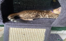 Bengal cats for sale: Health Tested TICA 🩷Bengal female kittens  - Image 6