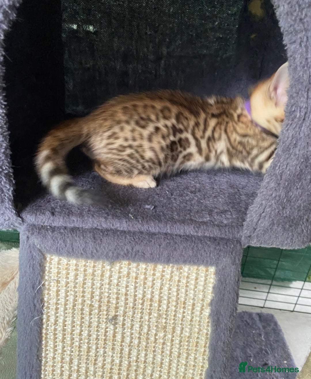 Bengal cats for sale: Health Tested TICA 🩷Bengal female kittens  - Image 6