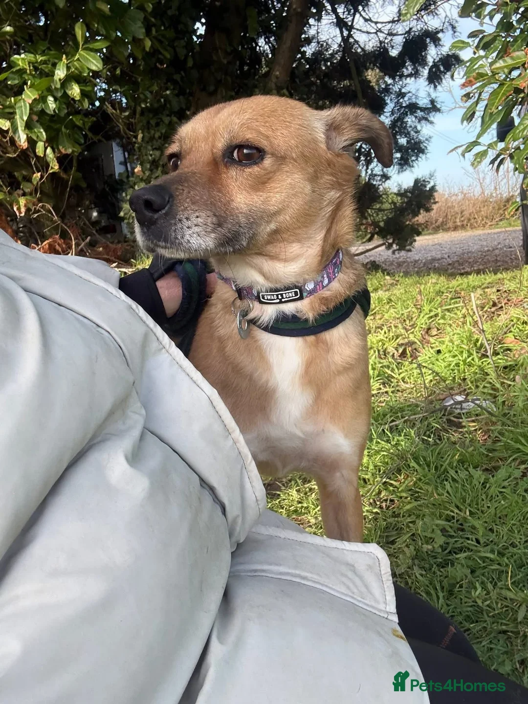 Mixed Breed dogs for adoption: Hazel - Norwich Norfolk  - Advert 3