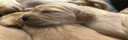 Golden Retriever dogs for sale: Stunning KC reg Golden Retriever babies - Advert 3