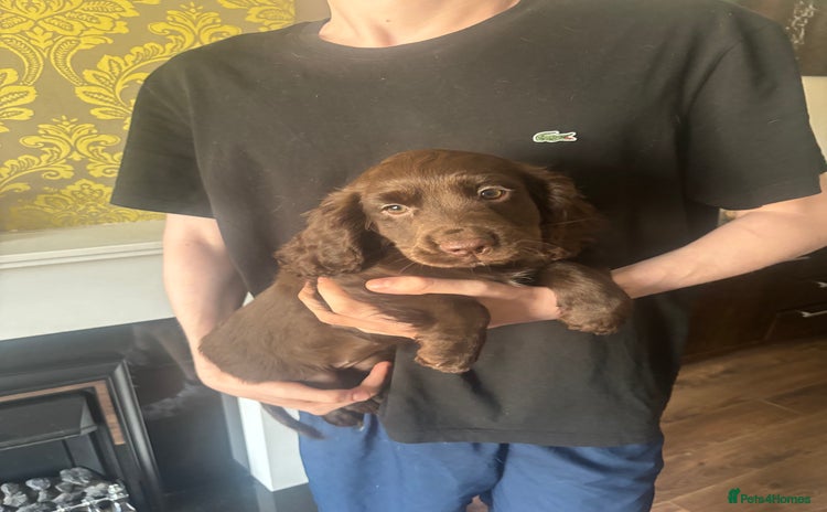 Cocker Spaniel dogs - Advert 3