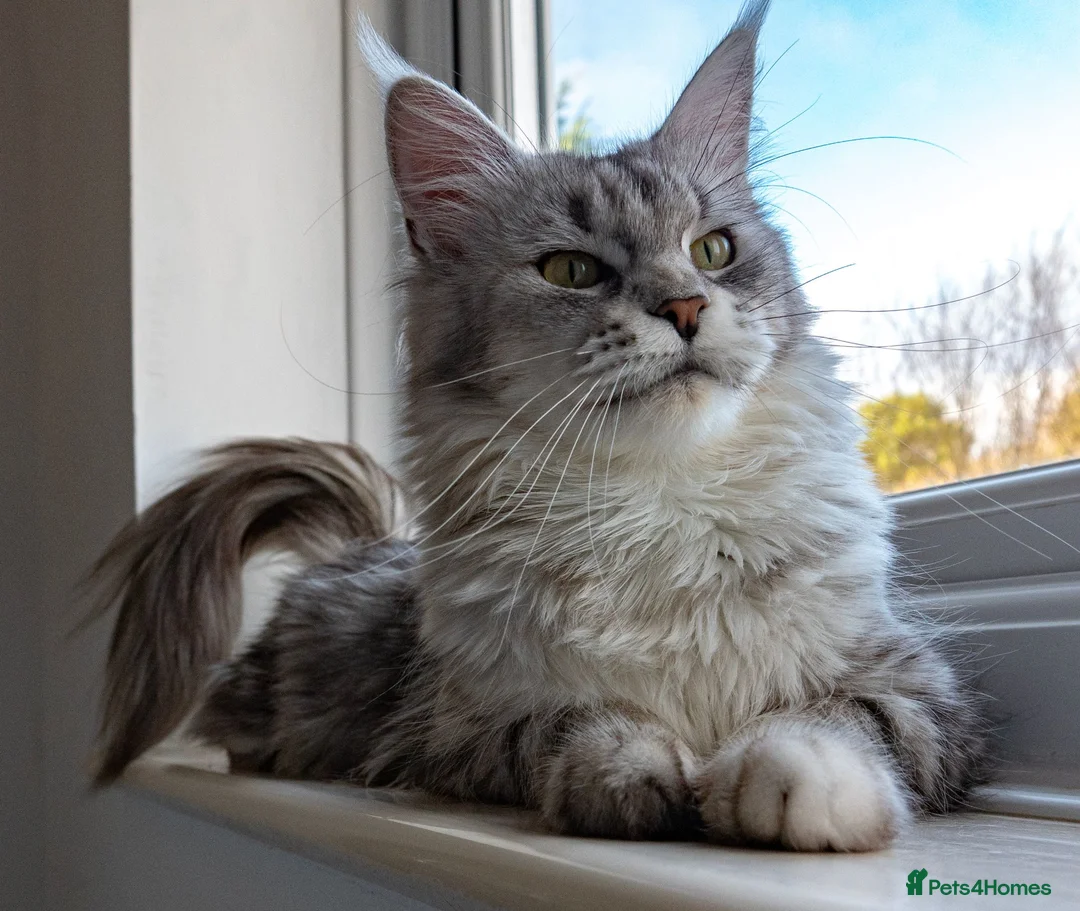 Maine Coon cats for sale: Stunning Maine Coon Kittens - Advert 36