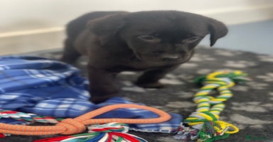 Labrador Retriever dogs - Advert 3