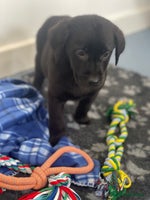 Labrador Retriever dogs - Advert 3