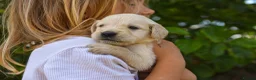 Golden Retriever dogs for sale: Beautiful Soft Gentle Golden Retrievers  - Advert 7