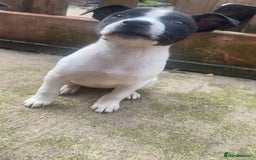 Mixed Breed dogs for sale: Staffy x lurcher pups - Image 6