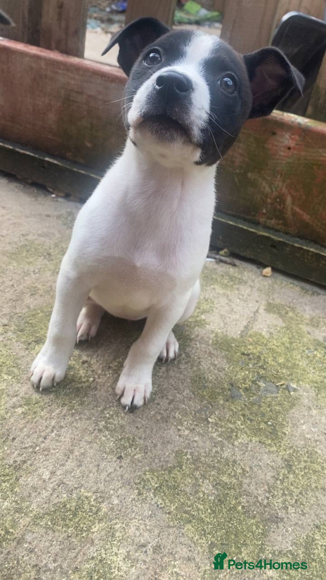 Mixed Breed dogs for sale: Staffy x lurcher pups - Image 6