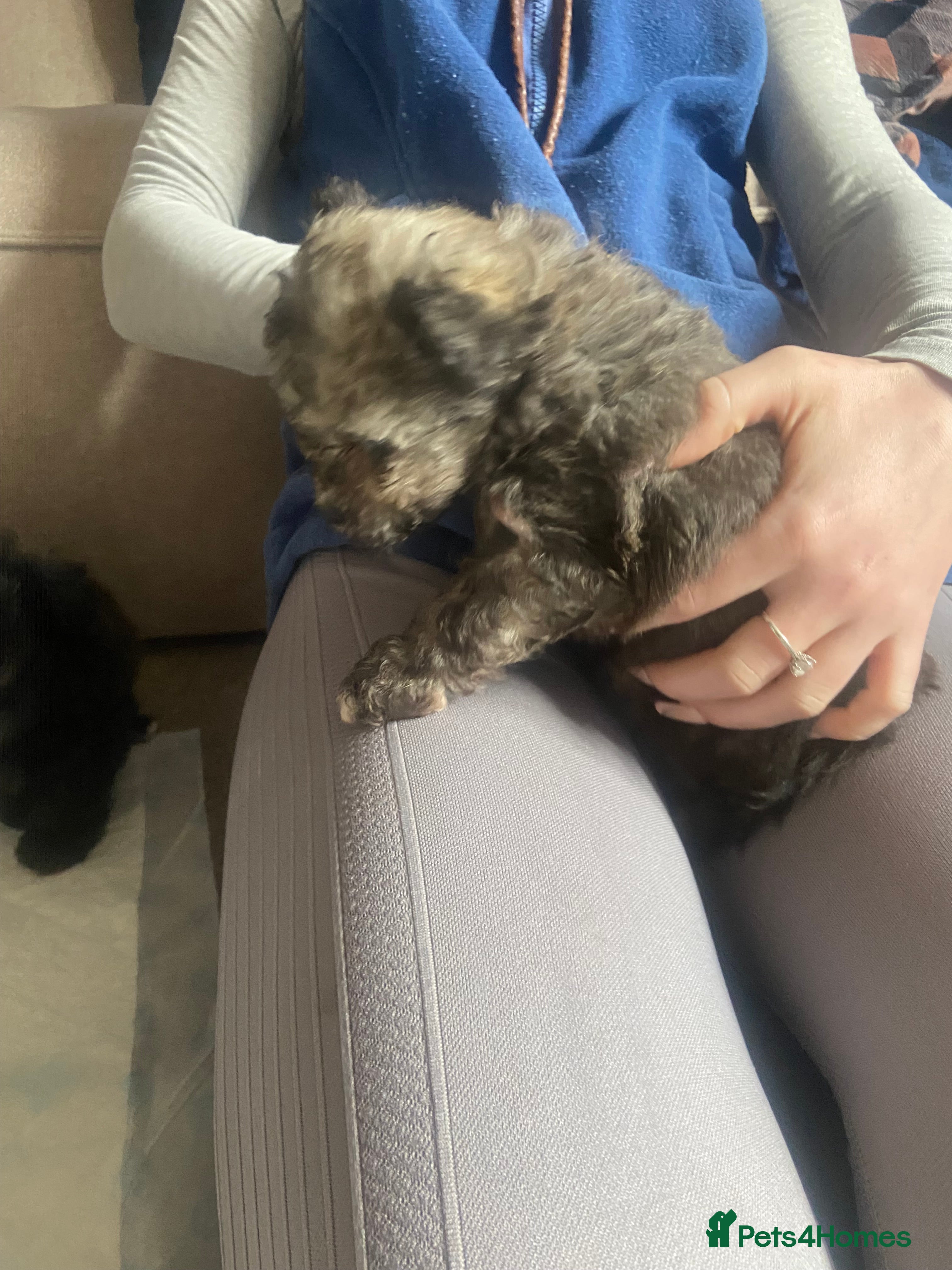 Pomapoo dogs Beautiful pomapoo puppies ready Thursday - Advert 2