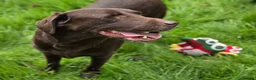 Labrador Retriever dogs for sale: 3 fantastic Pedigrre Lab pups for sale - Advert 2