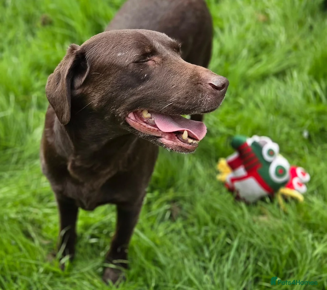 Labrador Retriever dogs for sale: 3 fantastic Pedigrre Lab pups for sale - Advert 2
