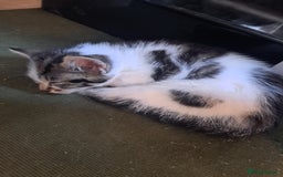 Mixed Breed cats for sale: Kittens - Image 4