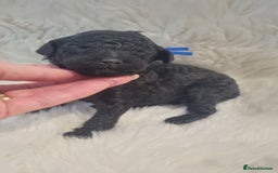 Standard Poodle dogs for sale: Exceptional Health Tested Puppies Due - Advert 30