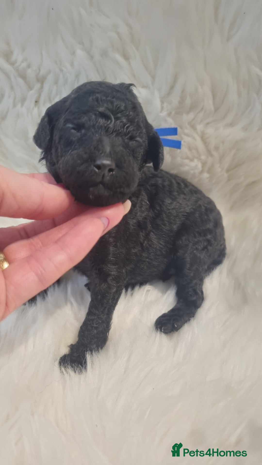 Standard Poodle dogs for sale: Exceptional Health Tested Puppies Due - Advert 30