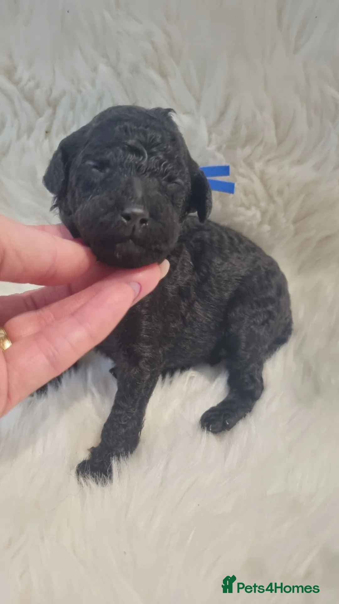 Standard Poodle dogs for sale: Exceptional Health Tested Parents 1 Girl Availabe - Advert 27