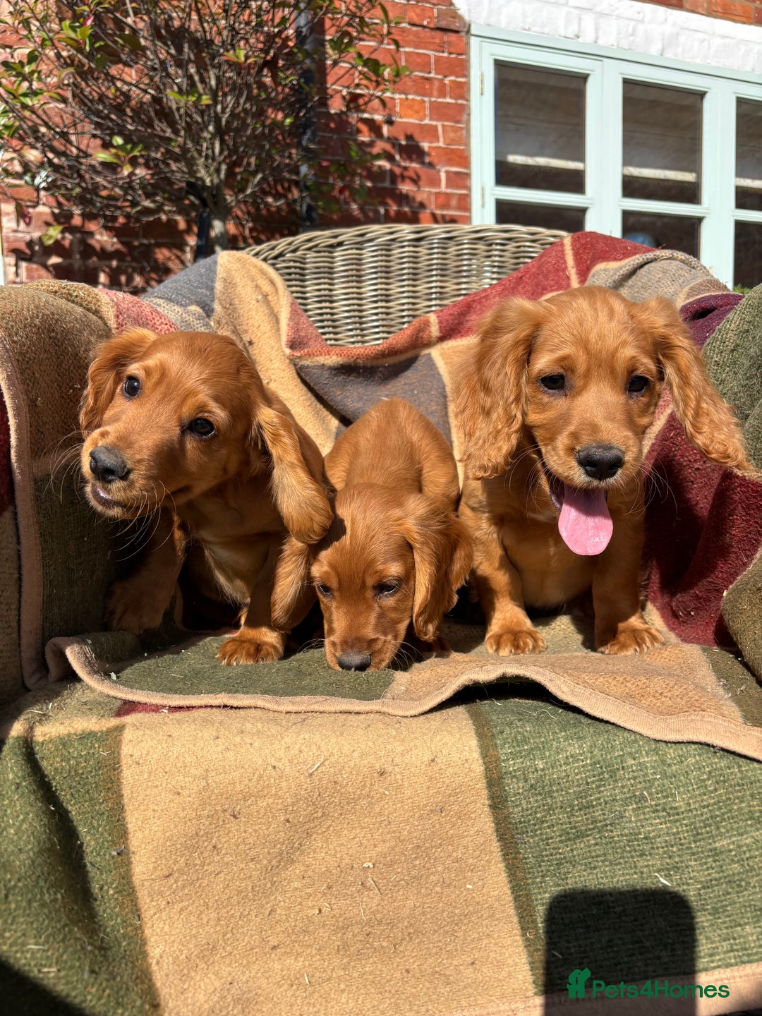 Cocker Spaniel dogs for sale: Beautiful Cocker Spaniel Puppies 🖤🧡 - Image 10