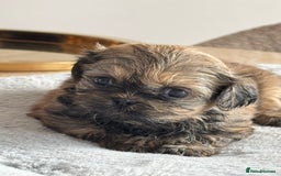 Shih Tzu dogs for sale: Shihtzu pups  - Image 18