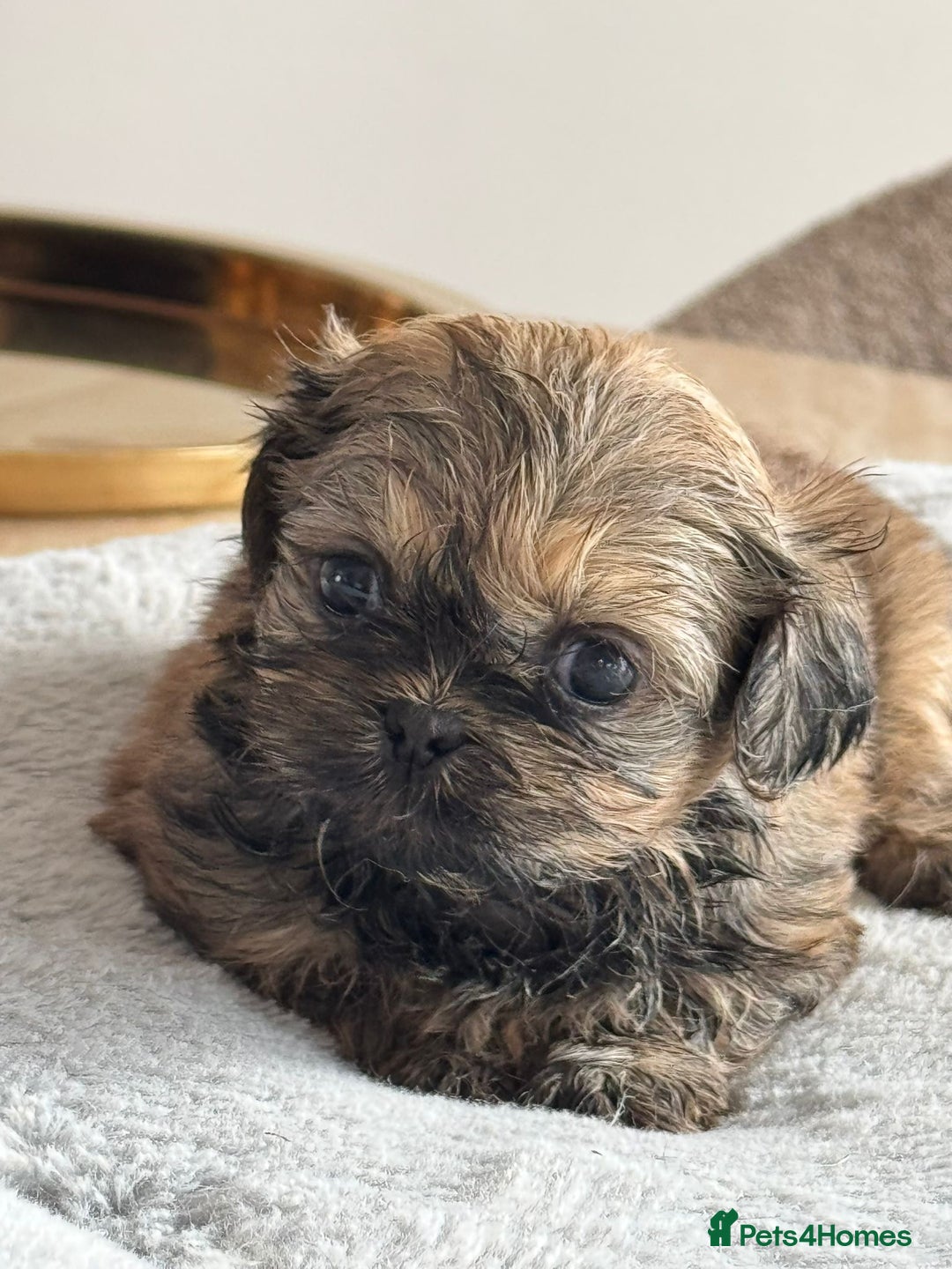 Shih Tzu dogs for sale: Shihtzu pups  - Image 18
