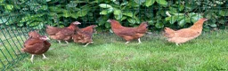 Chickens poultry for sale: Chickens Point of lay hens - Advert 4