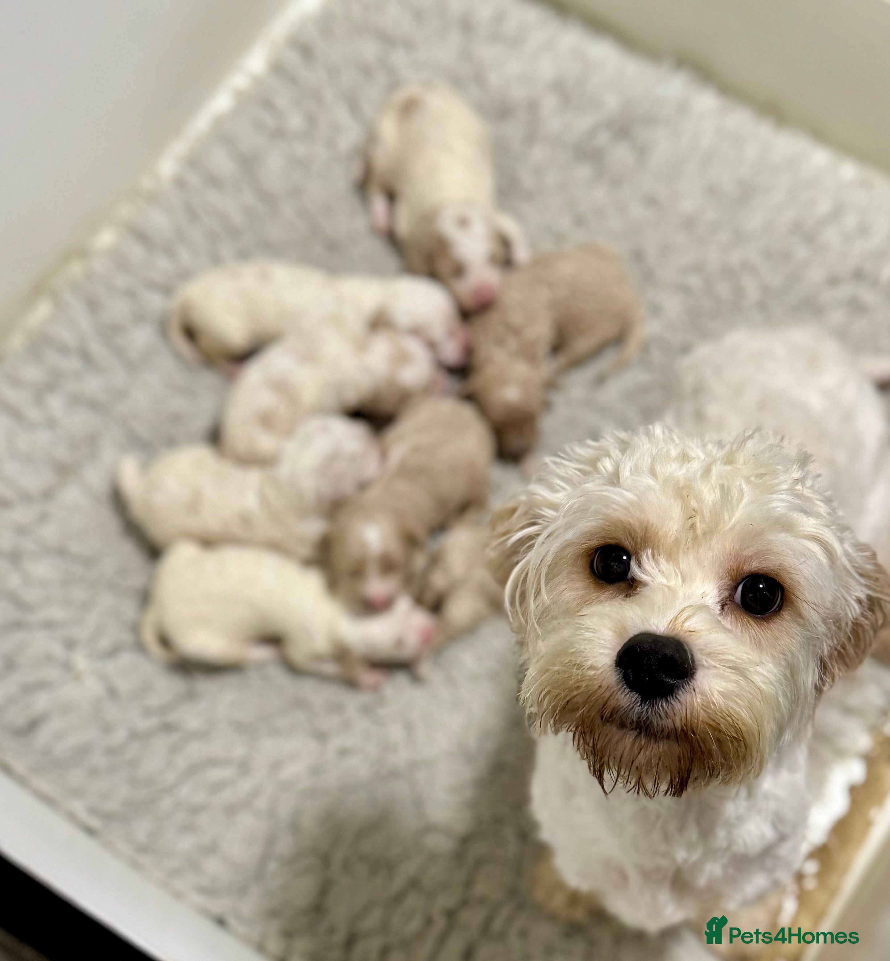 Cavapoochon dogs Gorgeous cavapoochon babies - Advert 2