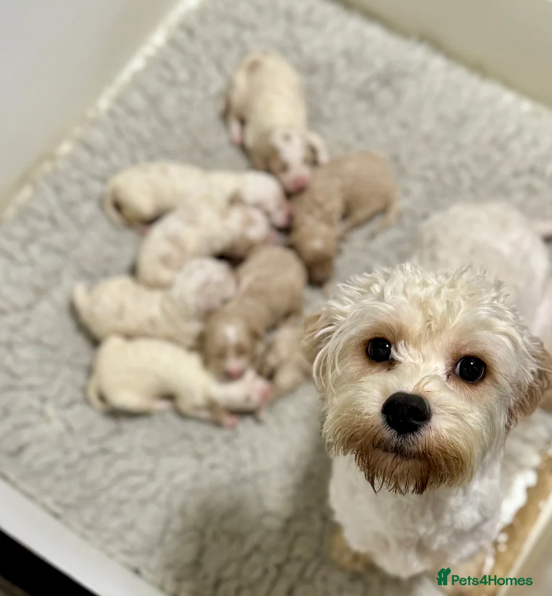 Cavapoochon dogs for sale: Gorgeous cavapoochon babies - Advert 1