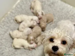 Cavapoochon dogs Gorgeous cavapoochon babies - Advert 2