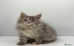 Maine Coon cats for sale: Stunning Maine coon cubs - Image 5