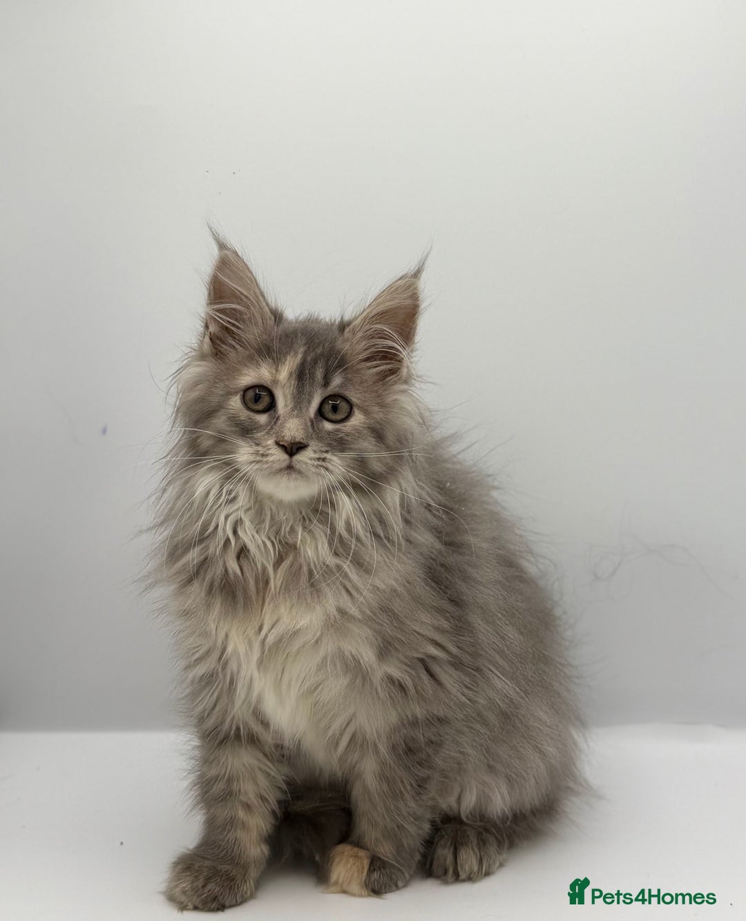 Maine Coon cats for sale: Stunning Maine coon cubs - Image 5