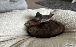 Domestic Shorthair cats for sale: Gentle female grey cat looking for new home - Image 1