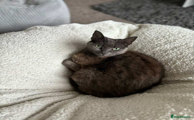 Domestic Shorthair cats - Advert 10