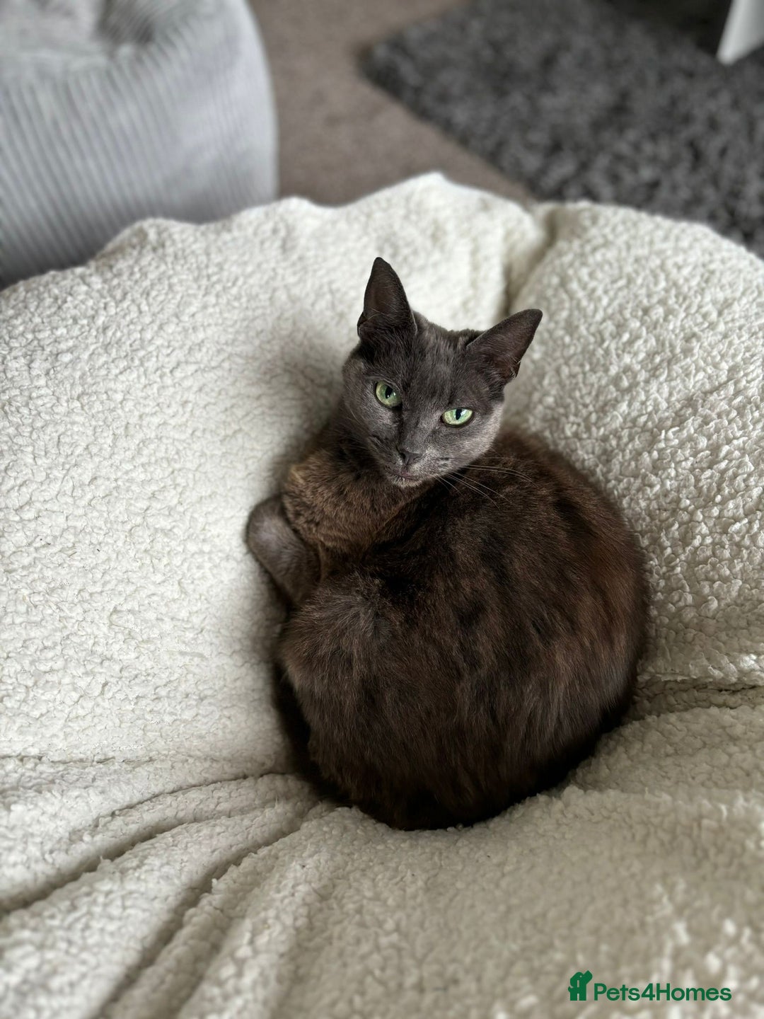 Domestic Shorthair cats for sale: Gentle female grey cat looking for new home - Image 1