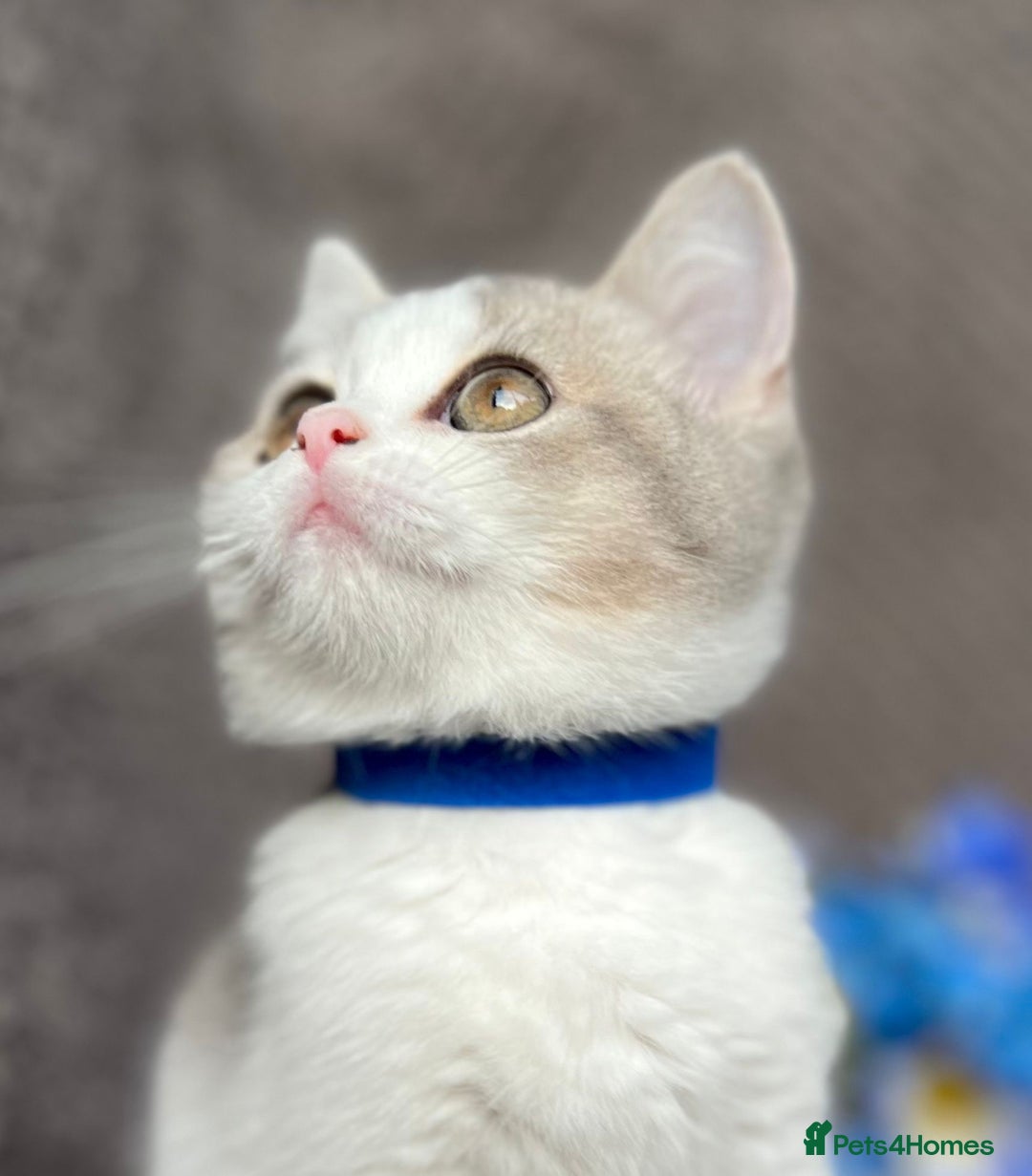 British Shorthair cats for sale: TICA registered British Shorthair kittens - Image 8